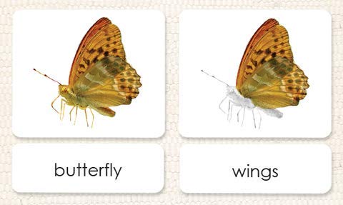 "Parts of" the Butterfly 3-Part Photo Cards