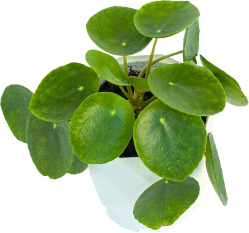 Chinese Money Plant Live (Pilea Peperomioides) in White Geometric Self-Watering