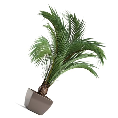 Pegatina de pared de interior autoadhesiva Cabilock vinilos lavables de plantas 4 piezas 7