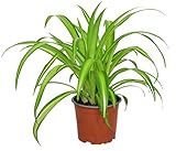 Le lis vert, également appelé chlorophytum comosum, est un classique parmi les plantes d'intérieur.