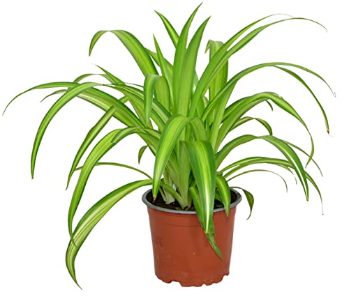 ZynesFlora Chlorophytum Comosum en pot de fleurs Ø 12 cm - Hauteur: 25 - 30 cm - La Plante Araignée d'intérieur
