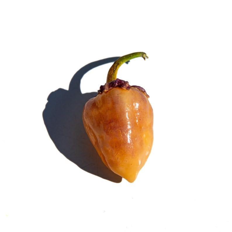 Amazon.com : Peach Bubblegum BBG7 7 Pot Pepper Premium Seeds for