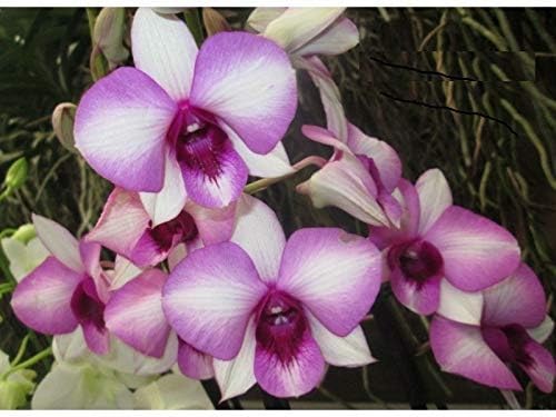 Dendrobium Live Orchid Plants Tissue Culture Assorted Colour