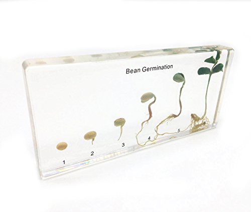 Amazingbug 2600 Bean Germination In Acrylic Block Lifecyle Of Bean Biology Science Classroom Specimens thumb #1