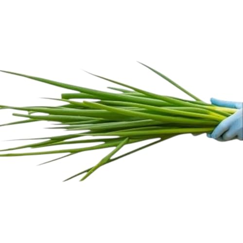 生産農家直送 京野菜・九条ねぎ700g[ねぎ ネギ 葱 九条ねぎ 京野菜 京都 新鮮 甘い 農家直送 野菜]京都府産 薬味 料理 食材