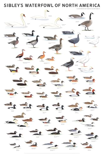 Sibley's Waterfowl of North America