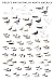 Sibley's Waterfowl of North America