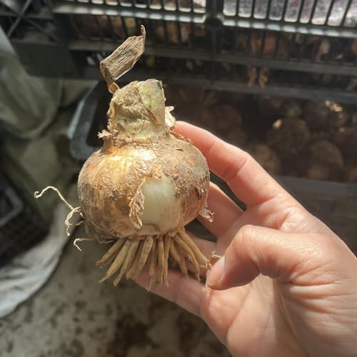 Amaryllis Bulbs Strong Plants That Grow Well Mix Golden Jade Carving Feels Beautiful Now Mixed Garden Crop for Planting Now UK