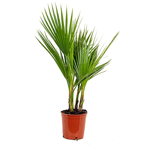 Bloomique - Washingtonia Robusta - Palmier éventail mexicain - Palmier rustique - Plantes de jardin - Hauteur 60-80 cm - Pot 17 cm