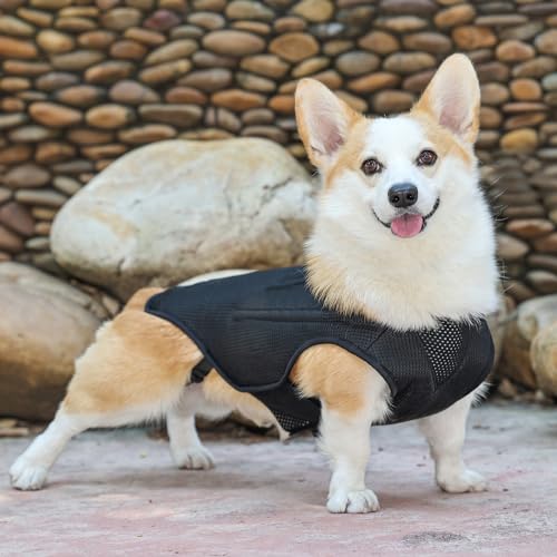 Image of ETIAL IVDD Back Brace for Dogs, Pet Dachshund Back Supporting Vest, Canine Dog Back Bracer for Puppy with Arthritis, Herniated Disc, Back Pain, Spinal Surgical Recovery and Rehabilitation (L)