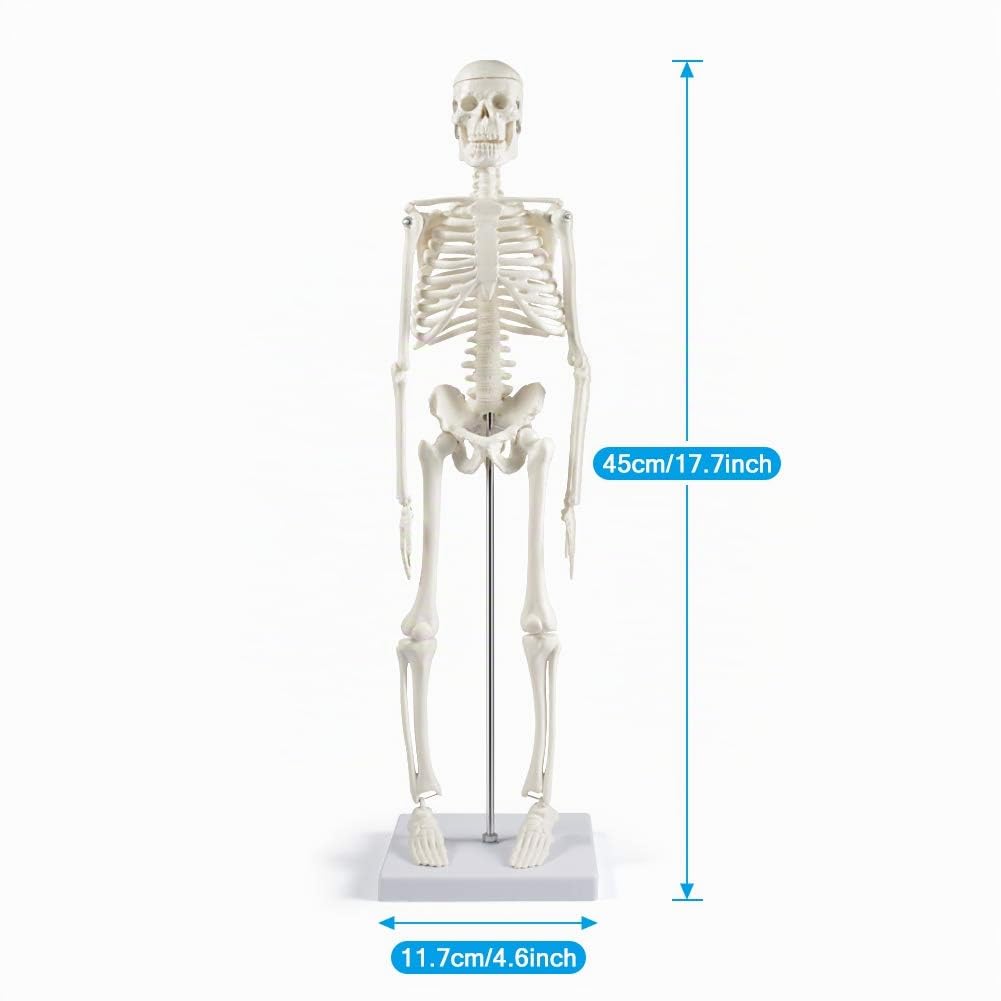 Modèle de Squelette Humain Scientifique pour l'anatomie, Mini Squelette Humain de 43,2 cm avec Bras et Jambes Mobiles