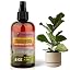 FIDDLE LEAF FIG Plants