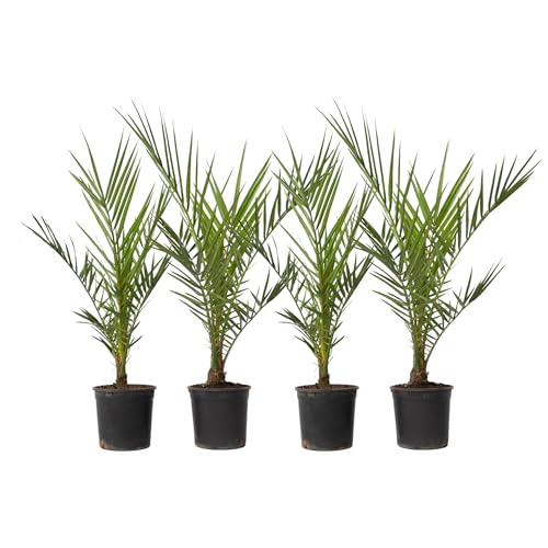 Plant in a Box - Phoenix Canariensis - 4er Set - Kanarische Dattelpalme - Topf 15cm - Höhe 50-60cm - Winterhart - Palme draußen