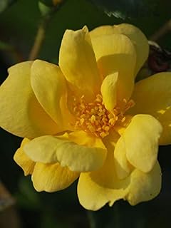 Perennial Farm Marketplace (Sunny Knockout Rose) Flowering Shrub, Size-#3 Container, Yellow Blooms