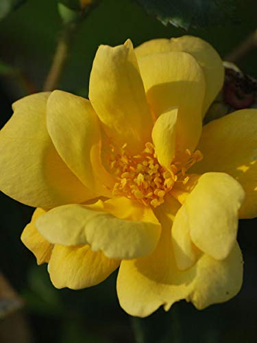 Perennial Farm Marketplace (Sunny Knockout Rose) Flowering Shrub, Size-#3 Container, Yellow Blooms