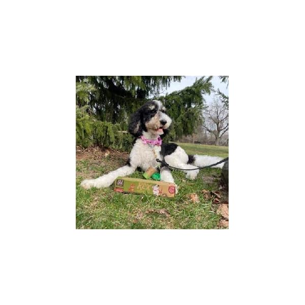 REX Compostable Extra Wide Kitty & Dog Waste Bags, Plant-Based, Unscented, Ultra Thick and Leak-Proof 13.5 X 12 Single Roll REX Compostable Extra Wide Kitty & Dog Waste Bags, Plant-Based, Unscented, Ultra Thick and Leak-Proof 13.5 X 12 Single Roll