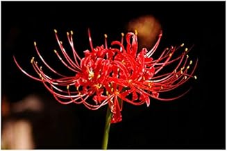 5 X Lycoris Radiata - Giglio Del Ragno Rosso - Bulbi Di Alta Qualità (5)