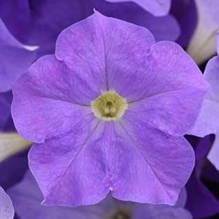 Park Seed Petunia Flowering Plant Seeds, Easy to Grow, Vibrant Sky Blue Blooms, Fragrant, Spring to Summer Garden Color, E3 Easy Wave Sky Blue, Pack of 10