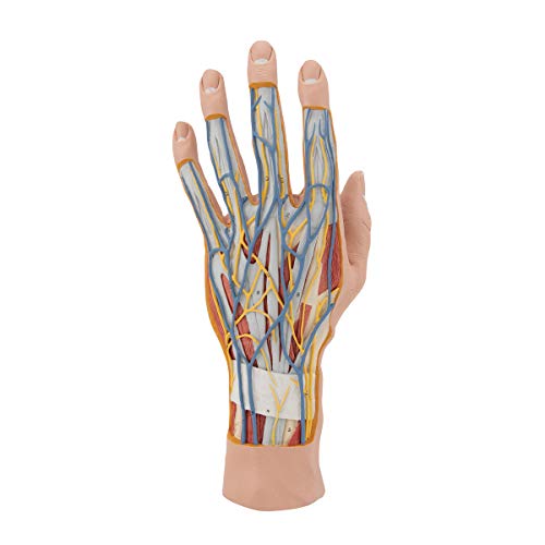 Image of 3B Scientific M18 Internal Hand Structure Model 3-part - 3B Smart Anatomy
