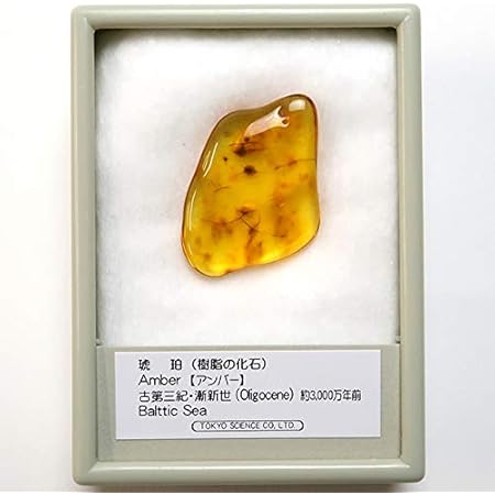 Amazon Co Jp N2 Stone Natural 天然樹脂の化石 琥珀 アンバー コハク Baltic Amber 原石 約50g 採取地 ポーランド バルト海 おもちゃ