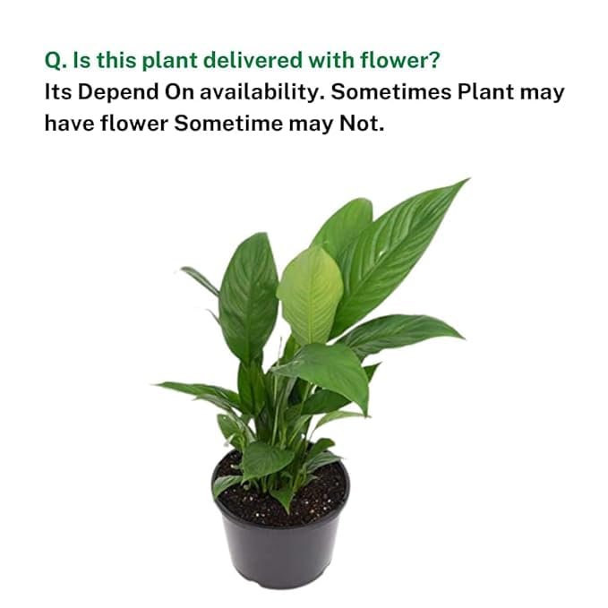 Image of Floryzen Original Live Peace Lily or Spathiphyllum Plant Air purifier Good luck plant (Pack of 1 With Pot)