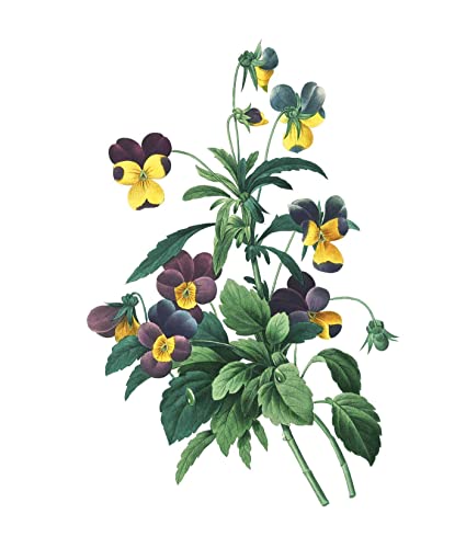 Image of Instant Wall Art Vibrant Botanical Prints: 45 Ready-to-Frame Illustrations for Your Home Decor (Home Design and Decor Gift Series)