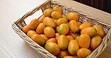 Generic Fresh Kumquats grown in Southern California 1LB, small