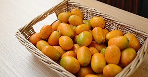 Generic Fresh Kumquats grown in Southern California 1LB, small