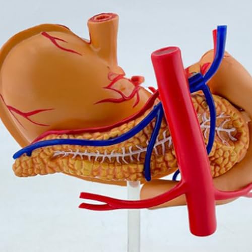 Modèle d'estomac en PVC interactif : outil scientifique d'anatomie humaine