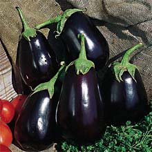 PREMIER SEEDS DIRECT - Aubergine - Egg Plant - Black Beauty 200 Seeds - Organic