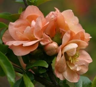 TriStar Plants - Cameo Japanese Flowering Quince 1 Gallon - Chaenomeles Japonica, Estblished Healthy Roots - Quince Bush - Chaenomeles - Live Plant, Bonsai, Indoor Plant, Delicious Quince Fruit