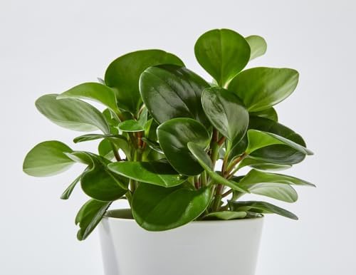 Baby Rubber Plant (Peperomia obtu...