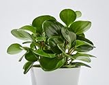 Baby Rubber Plant (Peperomia obtusifolia) – Live Plant in 2 Inch Pot - Waxy, Spoon-Shaped Foliage with a Vibrant Green hue