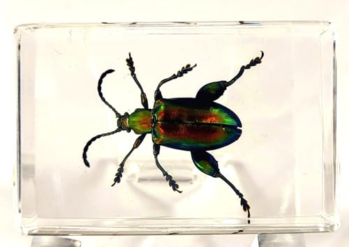 Image of 44mm Real Jewel Frog Beetle in Crystal Clear Lucite Resin Specimen Preserved Sagra Buqueti Insect Taxidermy Collection for Biology Science Education & Desk Ornament Display Supplies