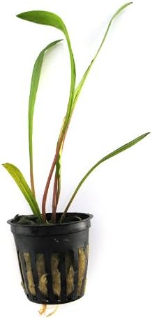 SubstrateSource Cryptocoryne spiralis Live Aquatic Aquarium Plant