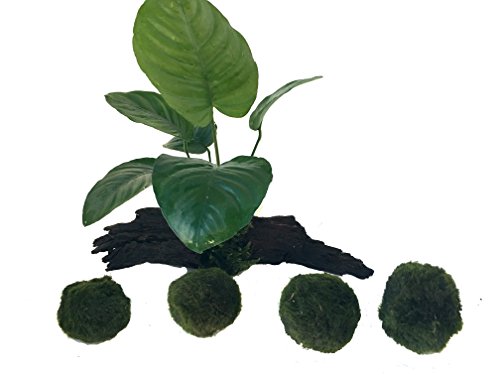 manplan Mini Tronco de Anubias de 10 a 12 cm y 4 Cladophoras de 3 a 4 cm. Plantas de Acuario Naturales Cover