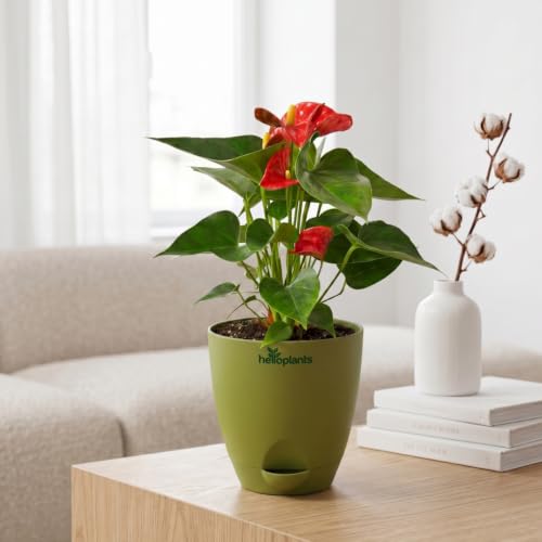 Image of Anthurium Flamingo Flower Red Anthurium Live Indoor Plant Exotic Statement Blooms for Home Decor in a 4-Inch Self-Watering Matte Green Pot