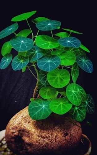 2-2.5 Stephania Cephalantha Plant Caudex Rare Succulent with No Hair Roots Already Sprouts 4.5-6 Cm Wide Caudex for Planting Home Decor Houseplant Cold Hardy