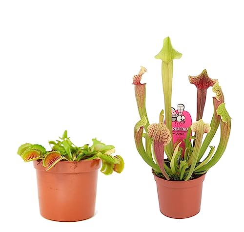 Dos Plantas Carnívoras Naturales - Venus y Sarracenia - Ideales para el Interior o el Exterior del Hogar