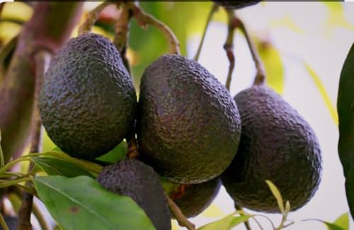 Image of Black Avocado Live Fruit Plant | Healthy Fresh Fruit Tree for Home Garden, Outdoor & Indoor Growing | Delicious Avocado Fruit Plant | Pack of 1 Live Plant