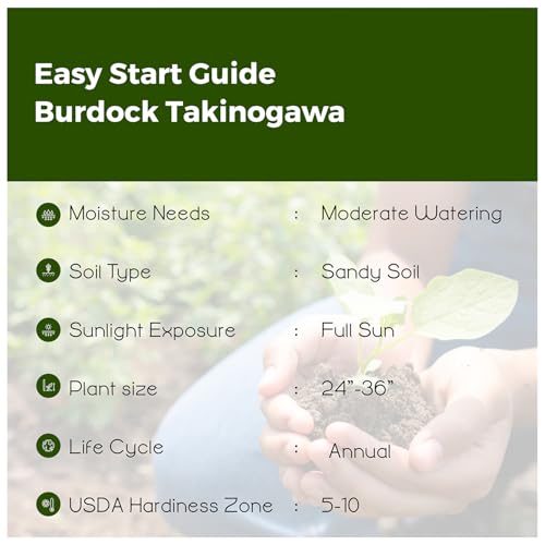 Burdock Takinogawa 10-200 Seeds Edible GOBO Kimpira 3-4\' Roots (25 Seeds)