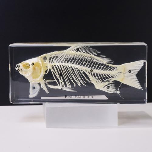 Real Fish Skeleton in Resin- Entire Taxidermy Fish Skeleton Preseved Each Tiny Fish Bone in Resin for Biology Science Education Art DCor Gift Crystal Clear (7.873.541.57inch)