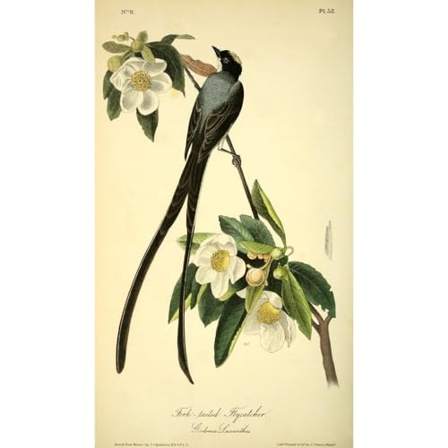 What is a fork tailed bird called