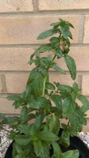 16cm Krishna Tulsi Purple Leaf Holy Basil (Ocimum tenuiflorum) Holy Basil Plant