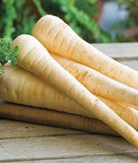 Parsnip, Harris Model, Heirloom, Organic, Non GMO, 500 Seeds, Parsnip Seed