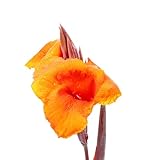 2 pcs Canna Lily Zwiebeln, Canna Knollen Kaufen Dekoblumen, Winterharte Kübelpflanzen, Canna Indica Frische Blumen, Gartendeko Für Draußen Blumen Geschenk, Deko Wohnzimmer Winterharte