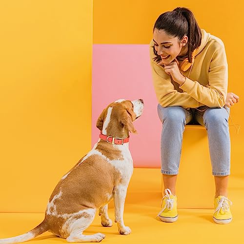 Image of Viper Biothane Heavy Duty Waterproof Dog Collar Strong Coated Nylon Webbing w /Solid Brass Hardware Odor-Proof Easy to Clean High Performance Fits Small Medium or Large Dogs, Coral