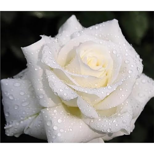 Broderie Diamant Roses Kit Complet 5D peinture diamant square drill 100x100cm adultes