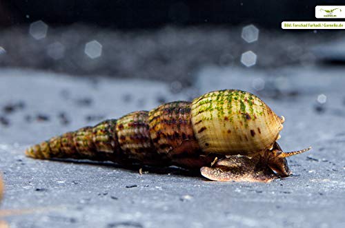 Garnelen Schnecken Mix - Fauna Basic - Aquarium Schnecken - Bodenpflege Trupp, Menge:6 STK.