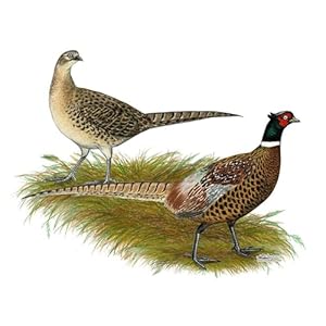 Cafepressringneckpheasantpairmug11oz325mlceramiccoffeemug  Urban Country Home Decor Cafepress ringneck pheasant pair mug 11 oz 325 ml ceramic coffee mug  urban country home decor